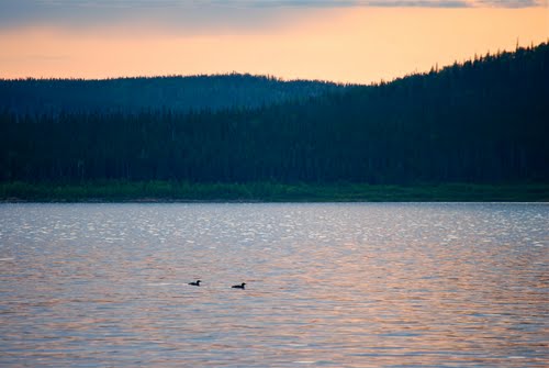 Loons at Sunset